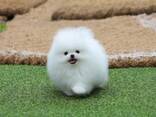 Wunderschöne Pomeranian-Welpen - фото 1