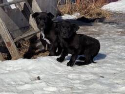 Süßen Staffordshire-Terrier-Welpen