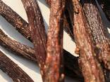 Süßholzwurzel (Glycyrrhiza glabra) - фото 1