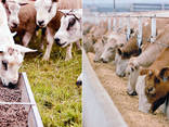 Sunflower Meal High Protein 36% (as is) Non Pelleted, Sunflower Oil Cake, For Animal Feed - photo 3