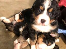 Sweet Bernese Mountain Puppy Ready for a Forever Home