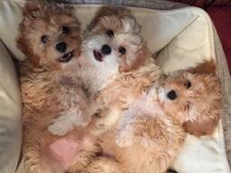 Sweet Cavapoo Puppy Looking for a Loving Home