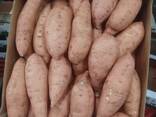 Sweet potato - photo 3