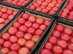 Tomaten Pink Paravatti