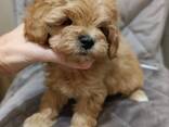 Toy-Pudel - фото 1