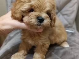 Toy-Pudel