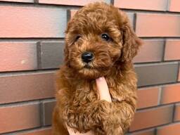 Той- пудель щенки