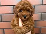 Той- пудель щенки - фото 2
