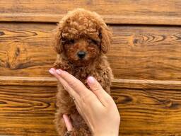 Hallo Zwergpudel zu verkaufen