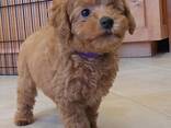 Той-пудель, мальчики зарегистрированы в IKC, девочки мальчики, - фото 2