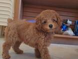 Той-пудель, мальчики зарегистрированы в IKC, девочки мальчики, - фото 3