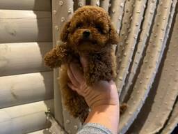 Щенки миниатюрного пуделя