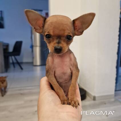 Toy Terrier mini