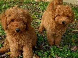 Toy und Zwerg Pudel-Welpen