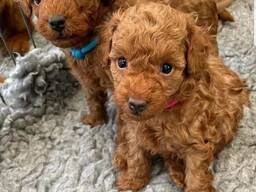Toy poodle puppies