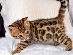 Trainierte Bengal-Kätzchen zu verkaufen