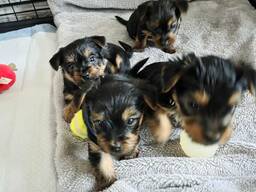 Unsere liebe Hündin hat vier wunderschöne Yorkshire-Terrier-Welpen