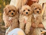 Uimodståelige Maltipoo-Welpen - фото 1