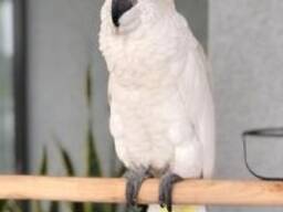 Umbrella cockatoos parrots for adoption.