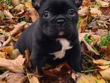 Французского бульдога - фото 3