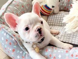 Bezaubernde französische Bulldoggenwelpen