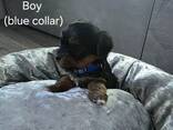 Unsere liebe Hündin hat vier wunderschöne Yorkshire-Terrier-Welpen - photo 2