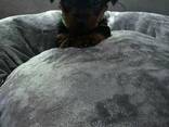 Unsere liebe Hündin hat vier wunderschöne Yorkshire-Terrier-Welpen - photo 3