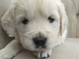 Wunderschöne Golden-Retriever-Welpen abzugeben. Kontaktieren - photo 1