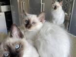 Verkaufe 4 heilige Birmas Katzen