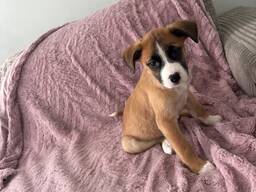 Verspielten Boxerwelpen