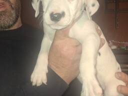 Vier Dalmatinerwelpen suchen ein neues Zuhause.