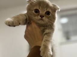 Британские вислоухие котята