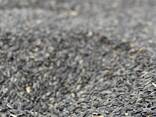 Wheat, barley, corn, raw sunflower - фото 2