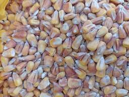 Wheat, corn, soybean, harvest 2022