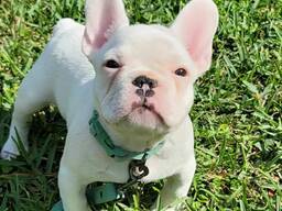 Niedliche Französische Bulldoggenwelpen