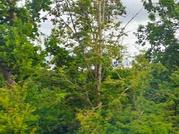 Wohnung oder Haus gesucht – liebevolle Familie sucht neues Zuhause