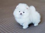 Шпиц Померанский шпиц - фото 3
