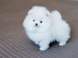 Щенки померанского шпица MINI