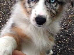 Wunderschöne Australian Shepherd Welpen zu verkaufen.