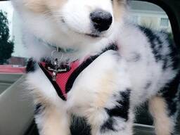 Wunderschöne Australian Shepherd Welpen zu verkaufen.