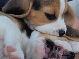 Wunderschöne Beagle-Welpe