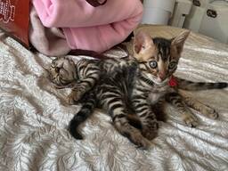Wunderschöne Bengal kätzchen