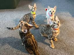 Wunderschöne Bengal-Kätzchen