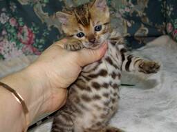 Wunderschöne Bengalkatzen (Kater und Katze) mit Rosettenmuster. WhatsApp: 447490124950