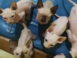 Sphynx-Kätzchen suchen ein neues Zuhause. Kontaktieren Sie uns per WhatsApp: 447490124950 - фото 1