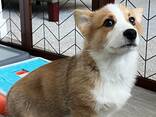 Wunderschöne Corgi-Welpen für ein liebevolles Zuhause - фото 1