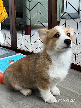 Wunderschöne Corgi-Welpen für ein liebevolles Zuhause