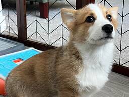 Wunderschöne Corgi-Welpen für ein liebevolles Zuhause