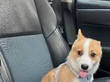 Wunderschöne Corgi-Welpen für ein liebevolles Zuhause - фото 2