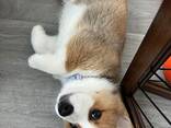 Wunderschöne Corgi-Welpen für ein liebevolles Zuhause - фото 3